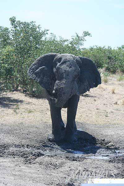 Mud Maps Africa Namibia 0589